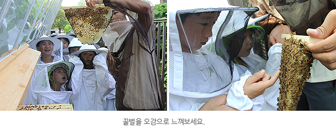 꿀벌체험